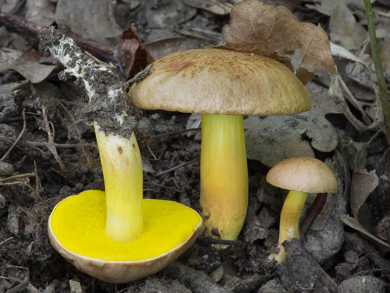 Aureoboletus gentilis